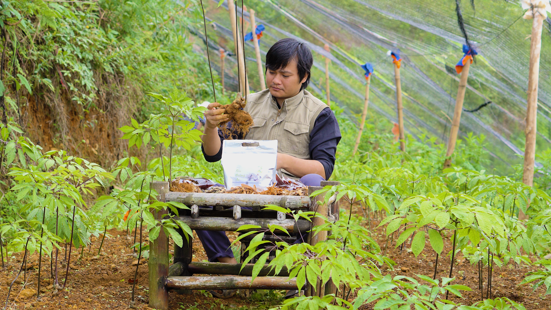 ong-tran-cua-binh-chuyen-gia-ve-sam-lai-chau-mong-muon-mang-den-cho-nguoi-dung-san-pham-nguoi-dung-sam-pham-chat-luong-nhat